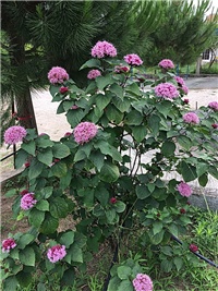 1ba7a74b-slika a.jpg